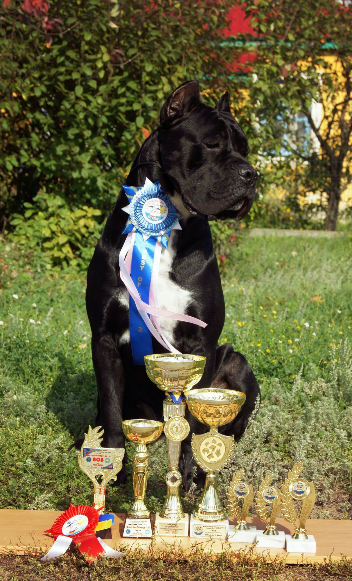 Выставка собак кубки. Собака с Кубком. Кубок выставка собак. Собака чемпион. Медали собак на выставках.